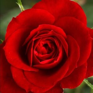 Meet your Posher, Erik